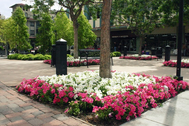 Colorful flower beds with pink and white petunias surround a tree in a landscaped plaza, creating a vibrant, inviting atmosphere.