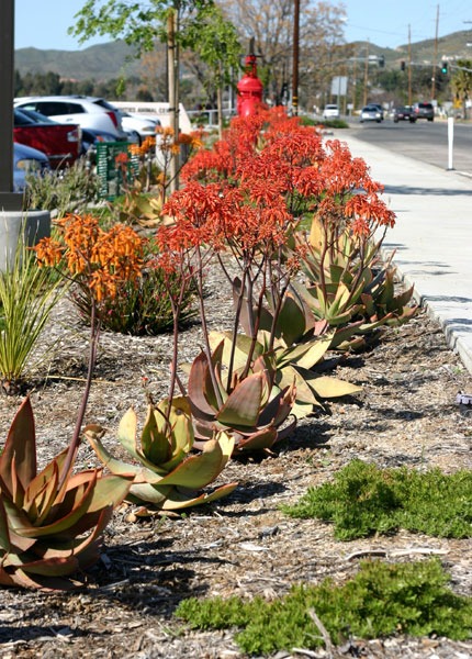 Vibrant orange blooms atop tall stems line a landscaped sidewalk, complementing large, green succulents in a drought-resistant garden.